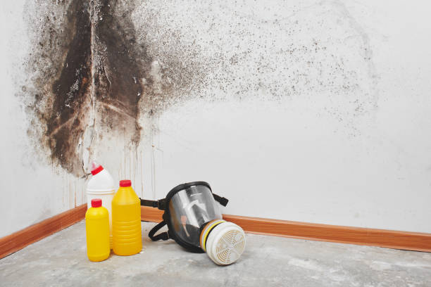 Best Professional Mold Removal  in Meadows Place, TX