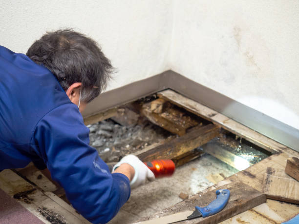 Trusted Meadows Place, TX Mold Removal Experts