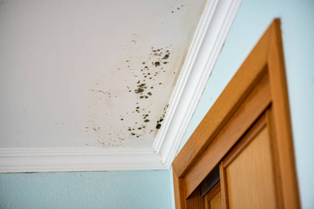 Best Fast Mold Removal  in Meadows Place, TX