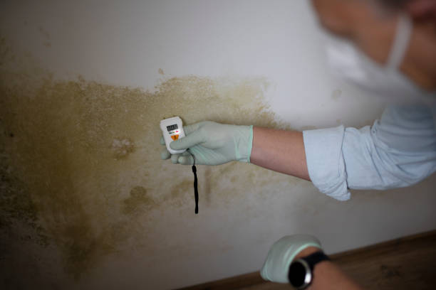 Best Residential Mold Removal  in Meadows Place, TX