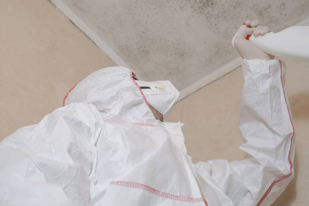 Best Toxic Mold Removal  in Meadows Place, TX