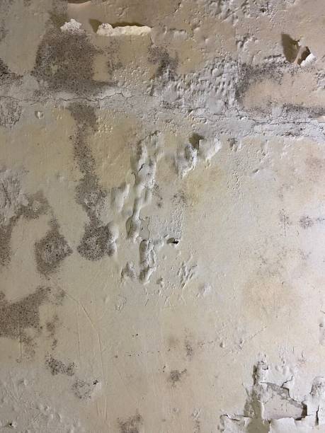 Best Mold Testing  in Meadows Place, TX