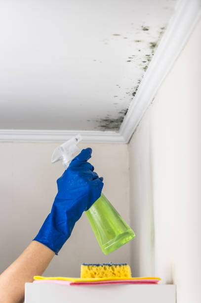 Best Mold Removal Specialists  in Meadows Place, TX